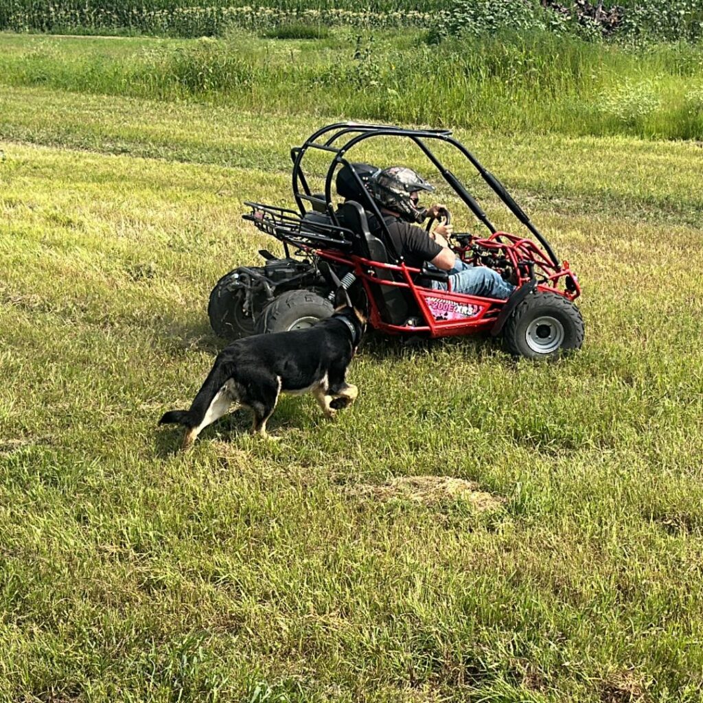 dog chasing go kart on the farm